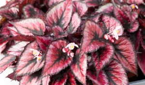 Begonia 'Red Tango'