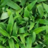 Beijing Angel Grass Murdannia Loriformis - TC Plant Plug 3-6 in - Medicinal Herb