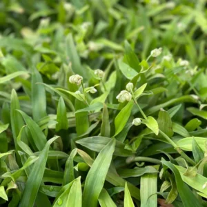 Beijing Angel Grass Murdannia Loriformis - TC Plant Plug 3-6 in - Medicinal Herb