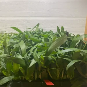 Beijing Angel Grass Murdannia Loriformis - TC Plant Plug 3-6 in - Medicinal Herb