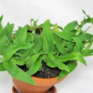 Beijing Angel Grass Murdannia Loriformis - TC Plant Plug 3-6 in - Medicinal Herb