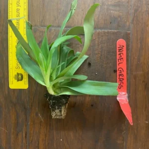 Beijing Angel Grass Murdannia Loriformis - TC Plant Plug 3-6 in - Medicinal Herb