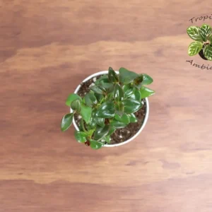 Black Goldfish Plant - 2 Inch Potted Houseplant Unique Blooms