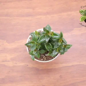 Black Goldfish Plant 4'' Potted Indoor Houseplant - Tropical Ambiance