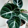 Black Velvet Alocasia Live Plant - 6 Inch Rare Houseplant Indoor