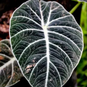 Black Velvet Alocasia Live Plant - 6 Inch Rare Houseplant Indoor