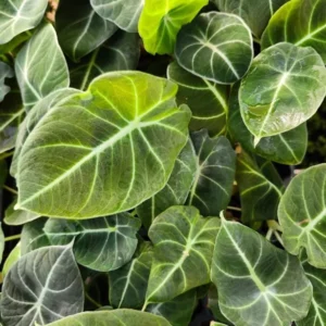 Black Velvet Alocasia Live Plant - 6 Inch Rare Houseplant Indoor