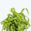 Bonnie Curly Spider Plant - 2.5 Inch Potted Houseplant Indoor Air Purifier