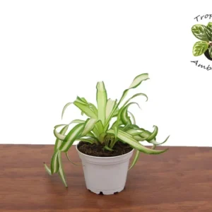 Bonnie Curly Spider Plant - 2.5 Inch Potted Houseplant Indoor Air Purifier