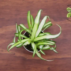 Bonnie Curly Spider Plant - 2.5 Inch Potted Houseplant Indoor Air Purifier