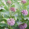 Broadleaf Milkweed Plants - Live Plants 4-7 Inches - Garden Flowering Plants