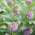 Broadleaf Milkweed Plants - Live Plants 4-7 Inches - Garden Flowering Plants