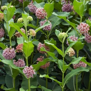 Broadleaf Milkweed Plants - Live Plants 4-7 Inches - Garden Flowering Plants