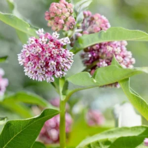Broadleaf Milkweed Plants - Live Plants 4-7 Inches - Garden Flowering Plants