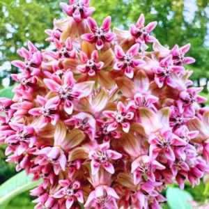 Broadleaf Milkweed Plants - Live Plants 4-7 Inches - Garden Flowering Plants