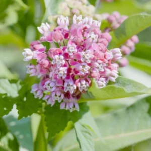 Broadleaf Milkweed Plants - Live Plants 4-7 Inches - Garden Flowering Plants