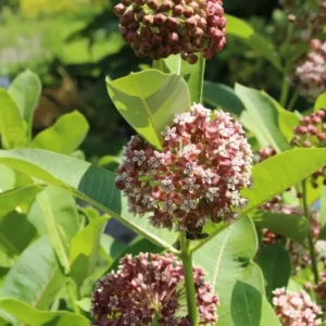 Broadleaf Milkweed Plants - Live Plants 4-7 Inches - Garden Flowering Plants