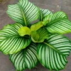 Calathea Orbifolia Plant - 4 Inch Potted Houseplant - Decorative Foliage