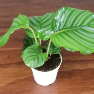 Calathea Orbifolia Plant - 4 Inch Potted Houseplant - Decorative Foliage