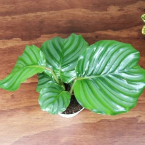 Calathea Orbifolia Plant - 4 Inch Potted Houseplant - Decorative Foliage