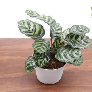 Calathea Peacock Makoyana Plant - 6 Inch Potted Indoor Houseplant