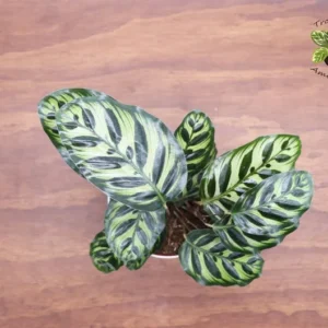 Calathea Peacock Makoyana Plant - 6 Inch Potted Indoor Houseplant