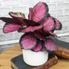 Calathea Roseopicta Plant - 2.5 Inch Potted Indoor Plant