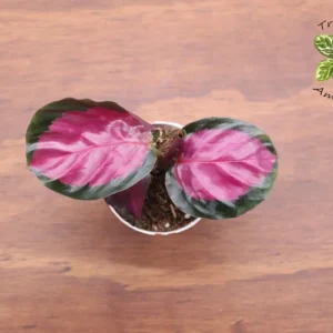 Calathea Roseopicta Plant - 2.5 Inch Potted Indoor Plant