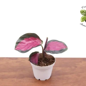 Calathea Roseopicta Plant - 2.5 Inch Potted Indoor Plant