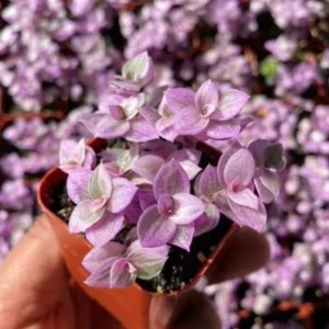 Callisia Repens Pink Lady Plant - 2