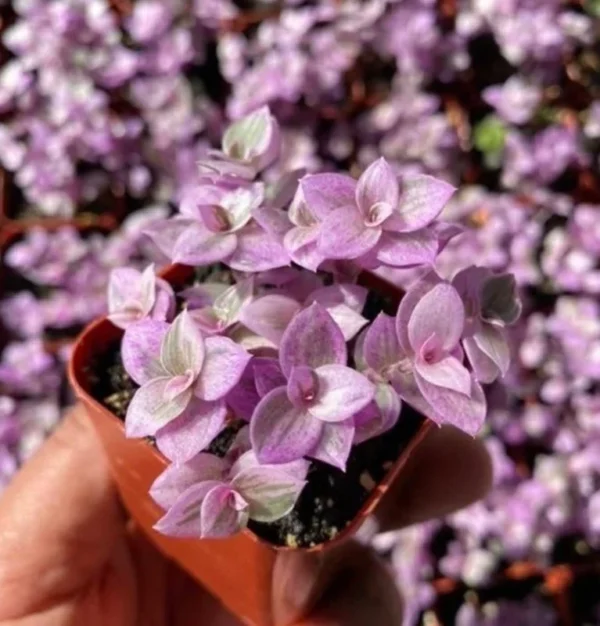 Callisia Repens Pink Lady Plant - 2" Cute Potted Pink Panther Turtle Vine