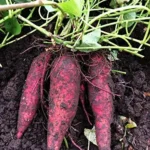 Carolina Ruby Sweet Potato Slips - 10 Non-GMO Plants - Vegetable Starts