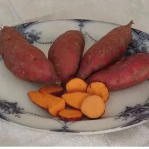 Carolina Ruby Sweet Potato Slips - 10 Non-GMO Plants - Vegetable Starts