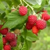 Caroline Red Raspberry Plants Set - Live Fruit Seedlings - Red Raspberry Bush - Indoor Outdoor