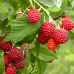 Caroline Red Raspberry Plants Set - Live Fruit Seedlings - Red Raspberry Bush - Indoor Outdoor