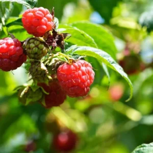 Caroline Red Raspberry Plants Set - Live Fruit Seedlings - Red Raspberry Bush - Indoor Outdoor