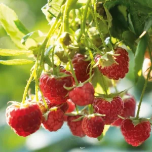 Caroline Red Raspberry Plants Set - Live Fruit Seedlings - Red Raspberry Bush - Indoor Outdoor