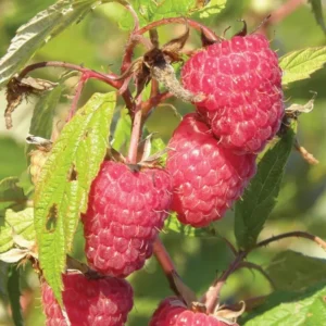 Caroline Red Raspberry Plants Set - Live Fruit Seedlings - Red Raspberry Bush - Indoor Outdoor