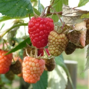 Caroline Red Raspberry Plants Set - Live Fruit Seedlings - Red Raspberry Bush - Indoor Outdoor