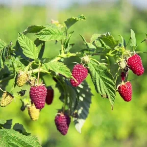 Caroline Red Raspberry Plants Set - Live Fruit Seedlings - Red Raspberry Bush - Indoor Outdoor