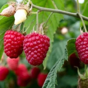 Caroline Red Raspberry Plants Set - Live Fruit Seedlings - Red Raspberry Bush - Indoor Outdoor