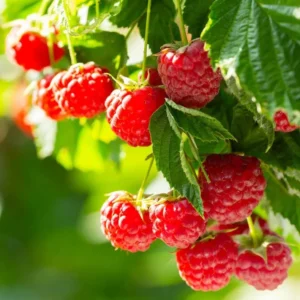 Caroline Red Raspberry Plants Set - Live Fruit Seedlings - Red Raspberry Bush - Indoor Outdoor