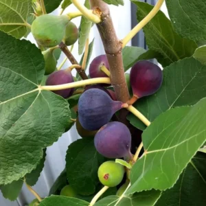 Chicago Hardy Fig Tree Plant Live Ficus Carica Fruit Tree Easy to Grow