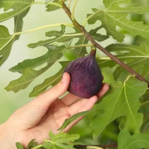 Chicago Hardy Fig Tree Plant Live Ficus Carica Fruit Tree Easy to Grow