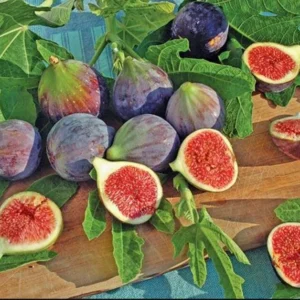 Chicago Hardy Fig Tree Plant Live Ficus Carica Fruit Tree Easy to Grow