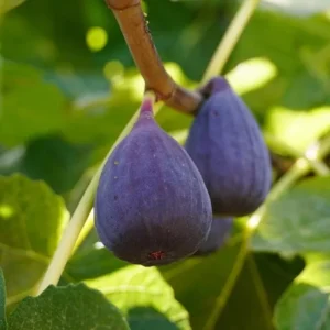 Chicago Hardy Fig Tree Plant Live Ficus Carica Fruit Tree Easy to Grow
