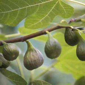 Chicago Hardy Fig Tree Plant Live Ficus Carica Fruit Tree Easy to Grow