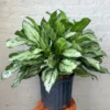 Chinese Evergreen Plant - 4 inch Potted Houseplant - Easy Care