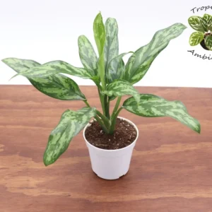 Chinese Evergreen Plant - 4 inch Potted Houseplant - Easy Care