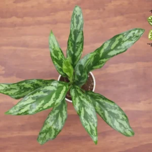 Chinese Evergreen Plant - 4 inch Potted Houseplant - Easy Care